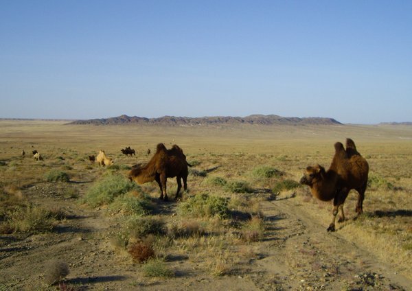 Amazing Mongolian scenery