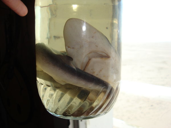 Shark in a jar