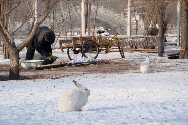 Polar rabbits (?)
