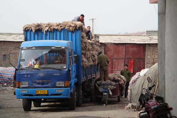 Stuffing sheep skins on a truck