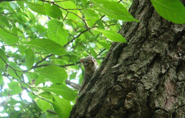 squirrel observation