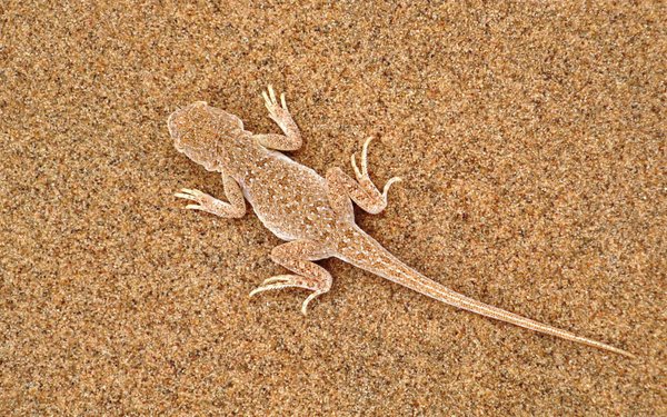 Kubuqi desert lizard