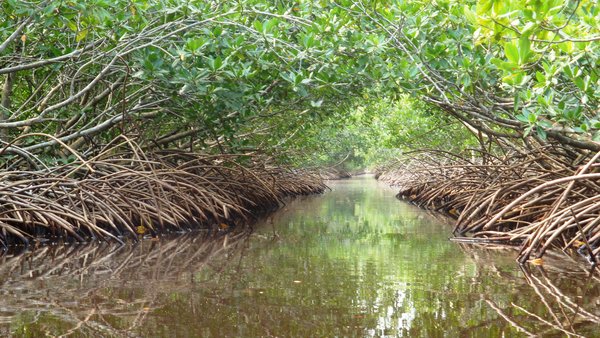 Mangrove canal, Utila