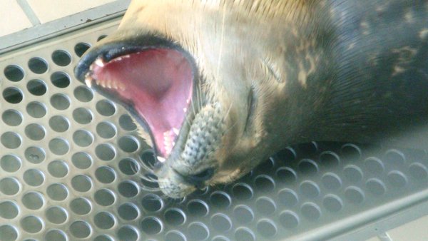 Seal-yawn
