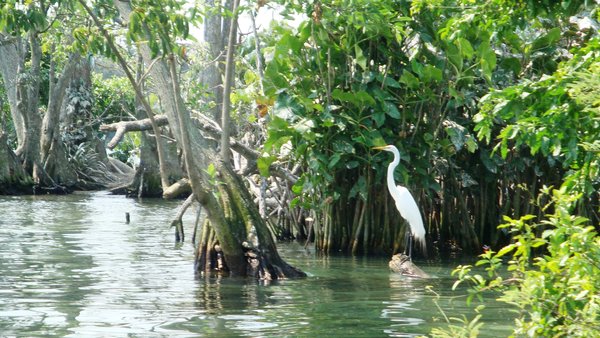 Crane bird on Rio Dulce island