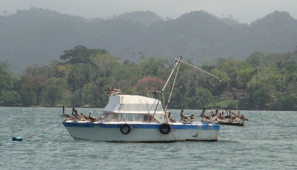 Boat taken over by pelicans