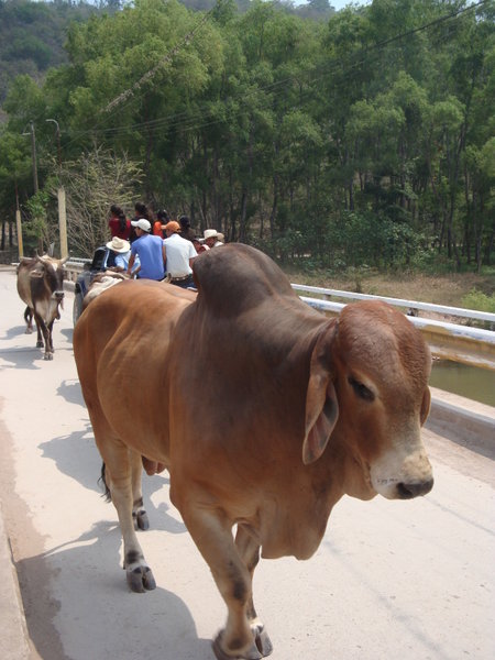 Bull crossing the bridge into town 