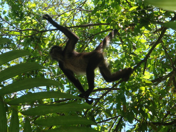 Spider monkey @ Tikal