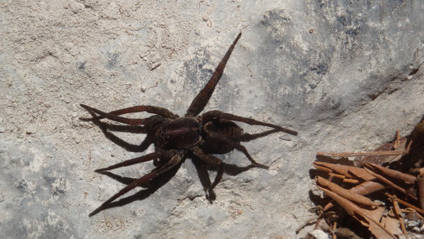 Huge spider in Tikal forest