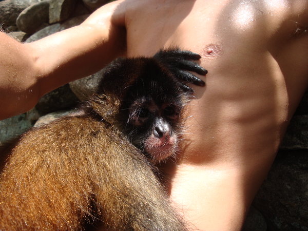 monkey hug
