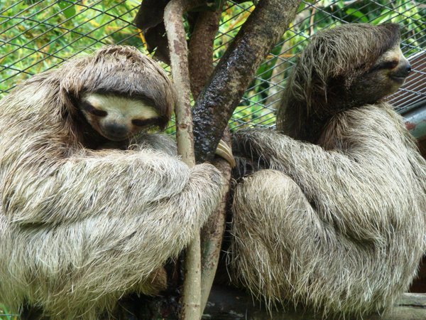 sloths, El Valle zoo