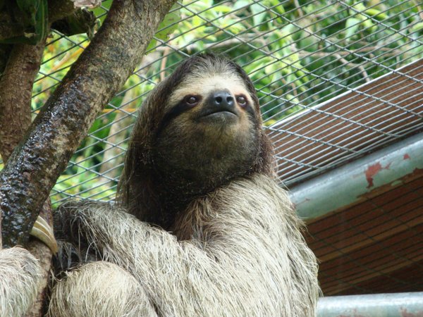 Sloth, El Valle zoo