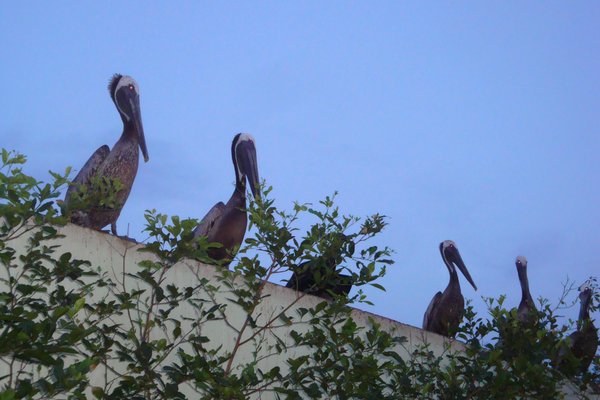 Panamanian Pelicans...