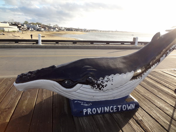 Provincetown whale