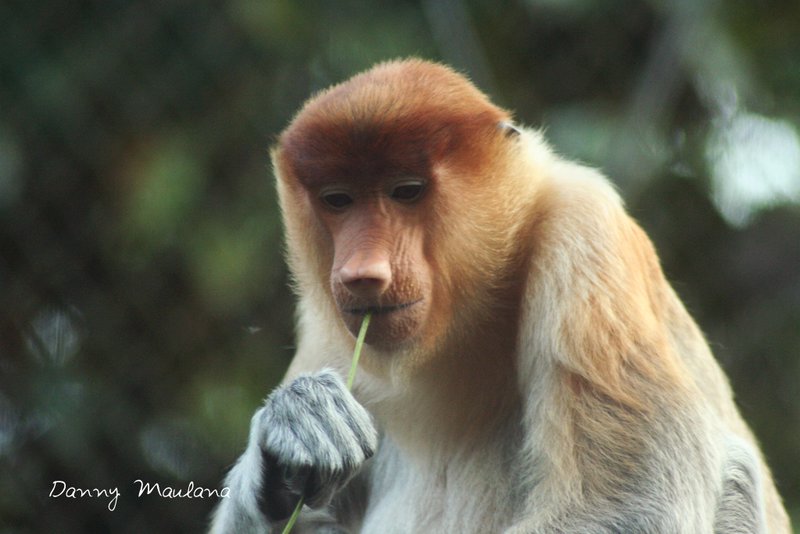 Bekantan (Proboscis Monkey)