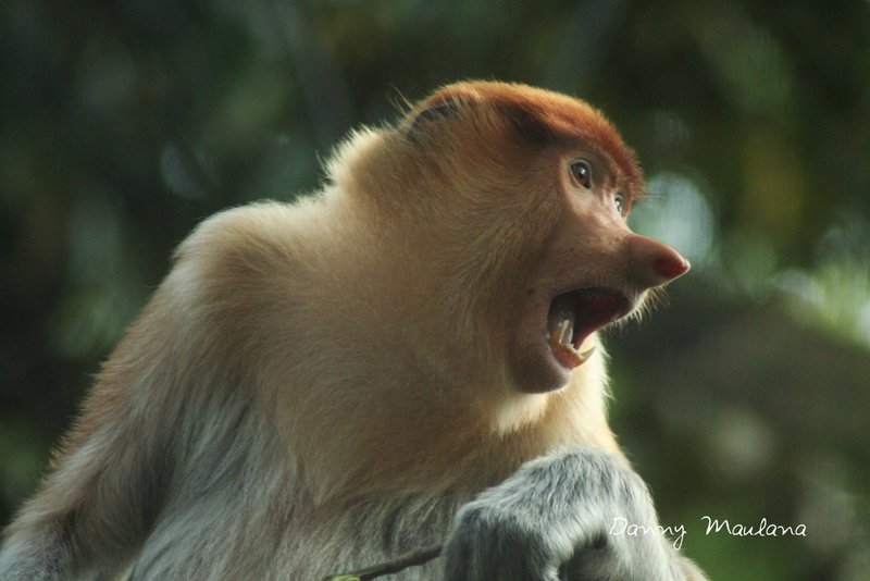 Bekantan (Proboscis Monkey)