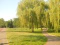 Willow-bench in Eindh