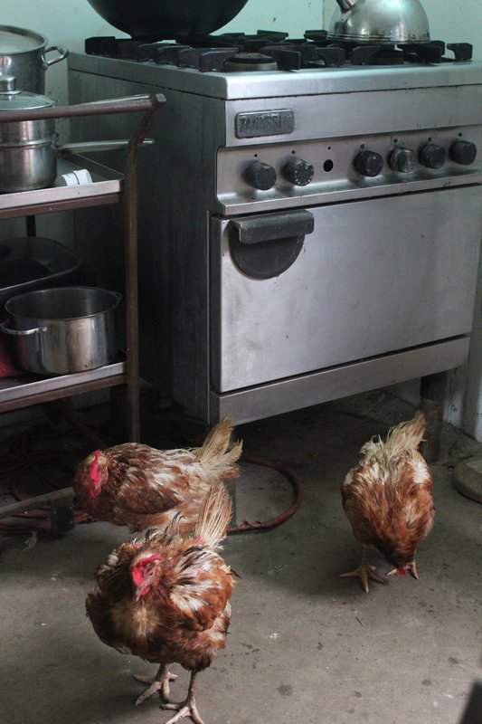 Chooks in the Kitchen