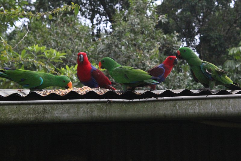 Parrots on the roof