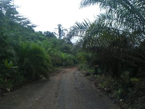 Oil palm farm