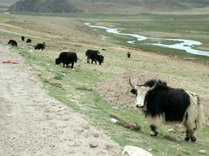 Group of yaks