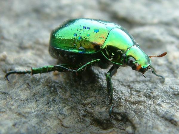 Shining green beetle