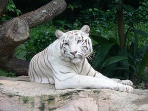 Famous white tiger in the zoo