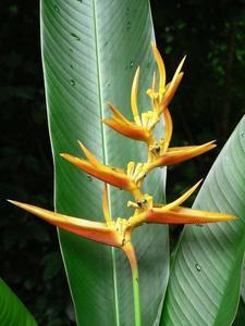 Impressive tropical flower