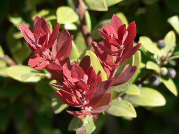 Shrub with red shoots