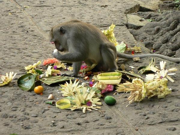 Monkey enjoying the offerings