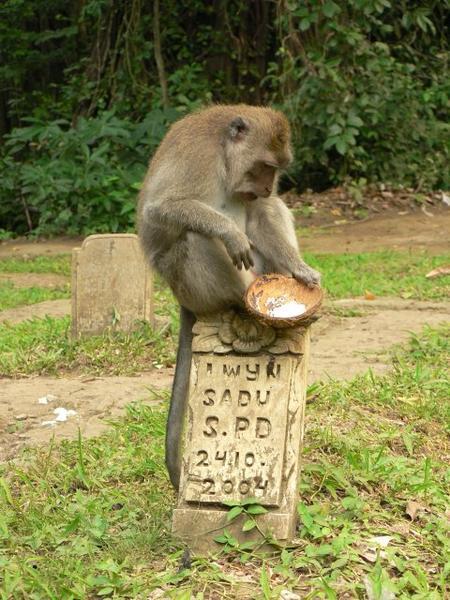 Monkey on the tomb stone