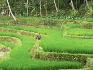 Typical rice fields