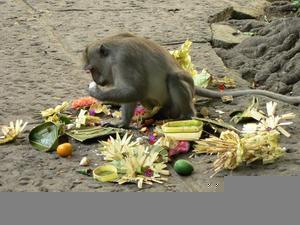 Monkey enjoying the offerings