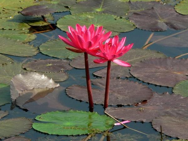 Beautiful red lotus