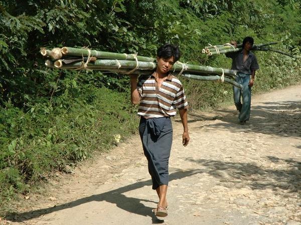 Young men carrying bamboo