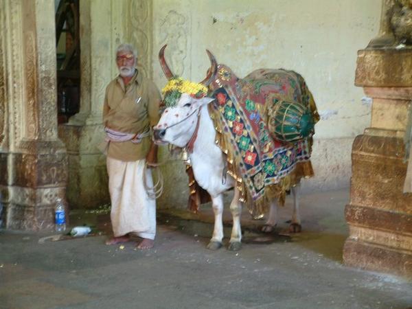 Temple cow