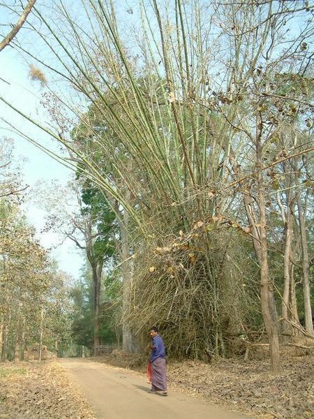Patch of giant bamboo