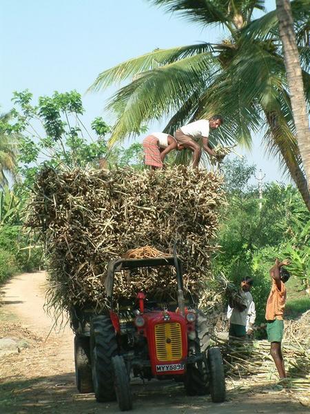 Men loading sugarcane