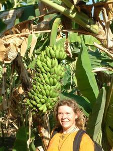 Banana plantations