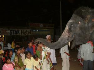 Elephant blessing