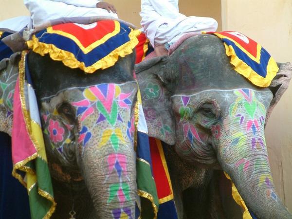Leading pair of elephants