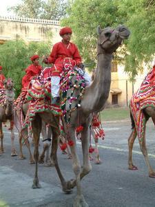 Next camel group