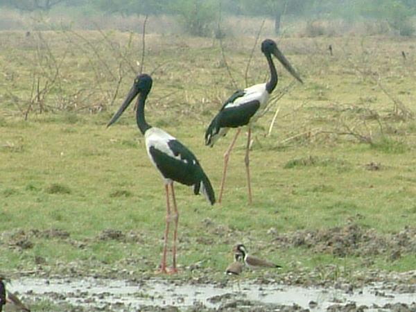 Black Necked Storks
