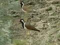 Red Wattled Lapwings