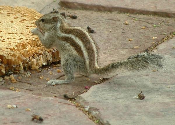 Squirrel feasting on wild honey