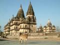 Royal Chhattris and the holy cow