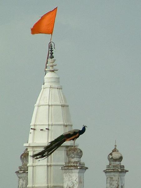 Peacock on Jain temple 