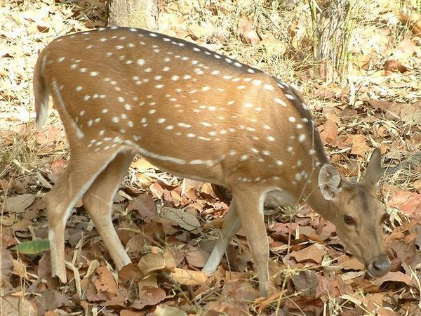 Young spotted deer