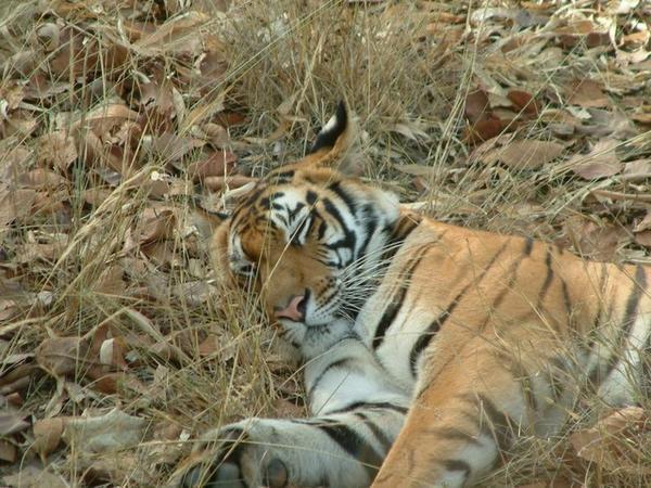 Sleeping female tiger
