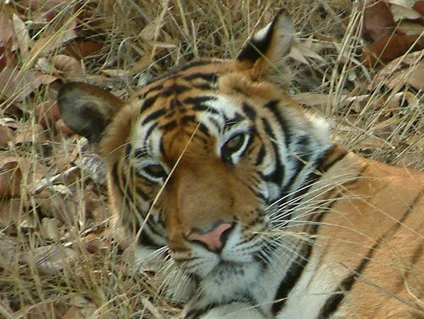 Portrait of female tiger